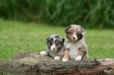 BERGER AUSTRALIEN PUPPIES 791